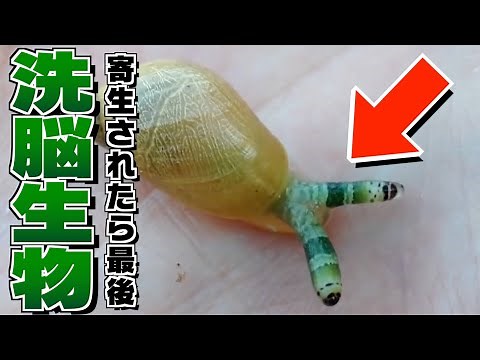 他の生物を操る寄生虫「ロイコクロリディウム」が恐ろしすぎる