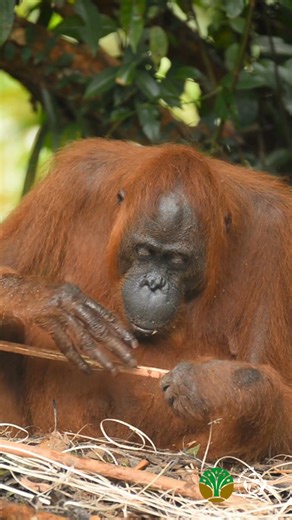 Acuy is one of the grandmothers of Lamandau Wildlife Reserve. Released in 2006, she has had three offspring and is now pregnant with her fourth! 🧡 Acuy is a testament to the Rescue & Release programme that re-introduces orangutans into the wild. During her pregnancy, Acuy will rest and eat more than usual to sustain herself and her growing infant. This week, however, she spent several hours playing with branches, stripping each one with her teeth with the help of her hands-like-feet – that is q