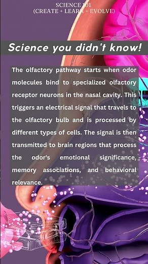 Olfactory pathway simplified
