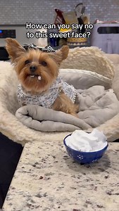 Whatever Emily wants … Emily gets💁🏻‍♀️✨ | Traveling with a Dog