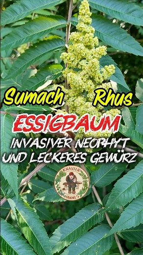 ESSIGBAUM 🌿 Invasiver NEOPHYT & säuerliches GEWÜRZ (RHUS/SUMACH) 🌿 #pflanzen #natur #umwelt