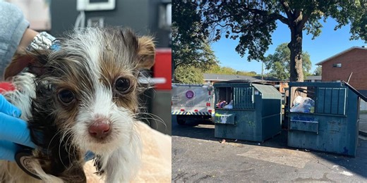 ‘I am so heartbroken’: Puppy dies after being found abandoned in dumpster