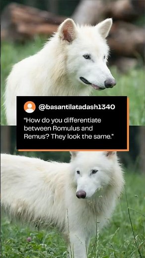 We Answer Your Dire Wolf Questions