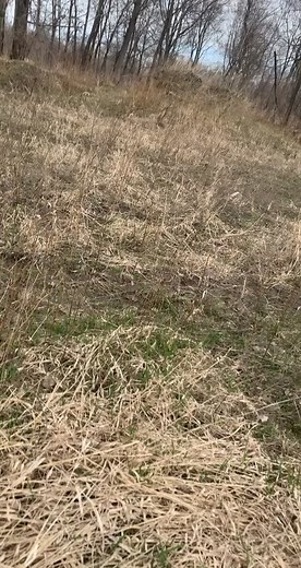 still getting them! #fyp #hunting #midwestfreakstv #shedhunting #deerhunter #iowa