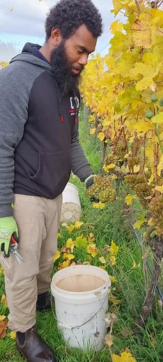 Grape Picking Adventure in Ni-Van Vineyard
