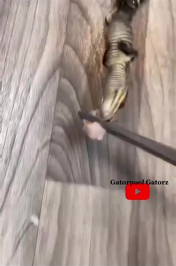 Baby American Alligator Death Roll Gif: A Fascinating Display of Instincts