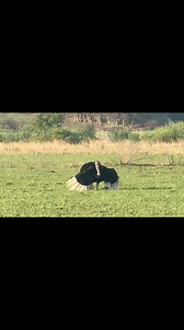7K views · 143 reactions | Ostrich mating call | Travel adventure and tours | Facebook