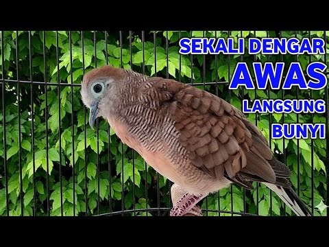 Perkutut Lokal Gacor Suara Super Kristal - Pancingan Malas Bunyi (99%AMPUH BANGET)