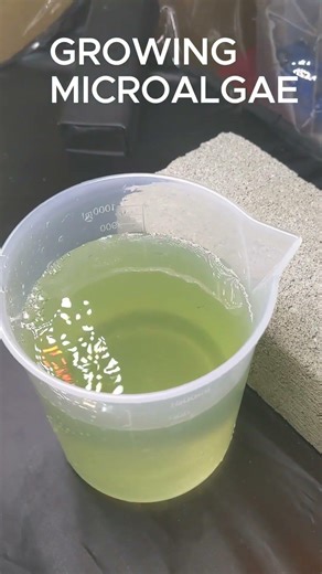 IM GROWING MICROALGAE HERE #trending