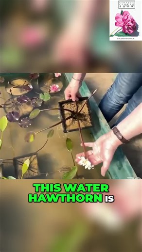 Discover the First Blooms from Deeper Waters: Water Hawthorn Waterside Nursery