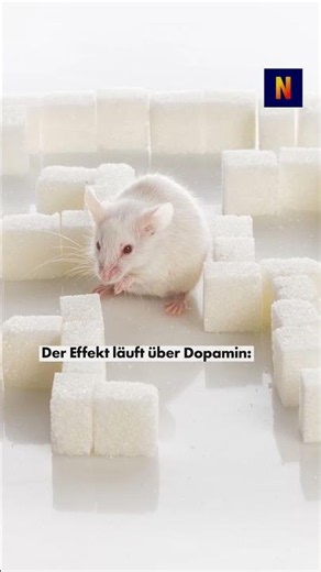 Mice learn faster with large rewards