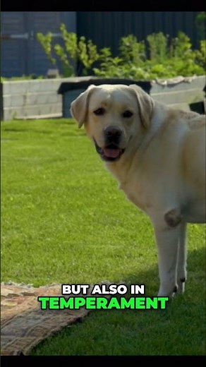 British vs American Labs - What's the Difference?