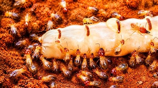 Watch what happens after a termite queen lays 250 million eggs... her own colony turns on her