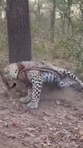 a large leopard is completely ropes wrapped tightly around its body and restricting all movement.