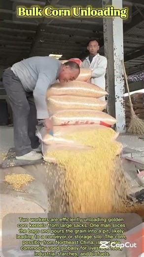 Golden Kernels: Corn Grain Ready for Processing