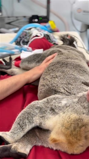 50K views · 2K reactions | Meet Pacha  Pacha is a larger male Koala...