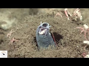 Hagfish - The Slime Producing Marvels of the Sea