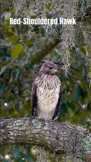 Early morning Hawk sounds - the magnificent Red-shouldered Hawk. #birds #wildlife #birdworld
