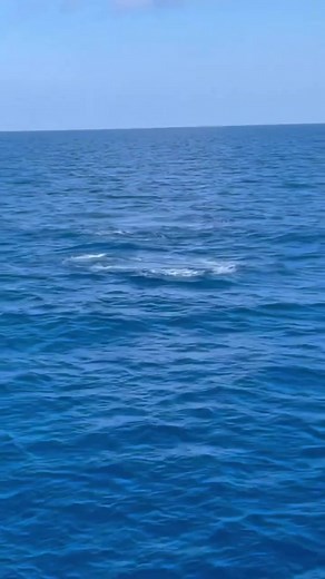 34K views · 385 reactions | Nothing gets the heart beating like getting smoked by a Giant BFT!! Via @highstakescharters . . . . . . . . . . . #BDOutdoors #bdoutdoorsdotcom #bloodydecks #offshorefishing #socal #fisherman #anglers #cowtuna #cowbluefin #giantfish #gianttuna #smoked #bluefin #tuna #bluefintuna #bft #tunafishing | BD Outdoors | Facebook