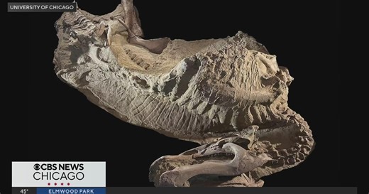 University of Chicago experts unveil duck-billed dinosaur "mummies"