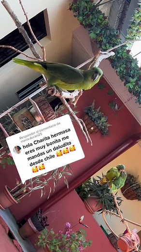 Colorful Green Parrots Playing with Their Toy