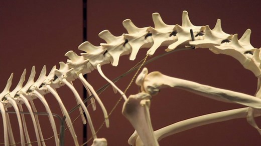 The cheetah's spine