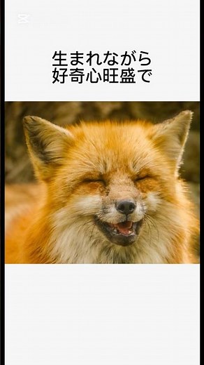 意外と知らないキツネの雑学#雑学#雑学ショート #動物#キツネ