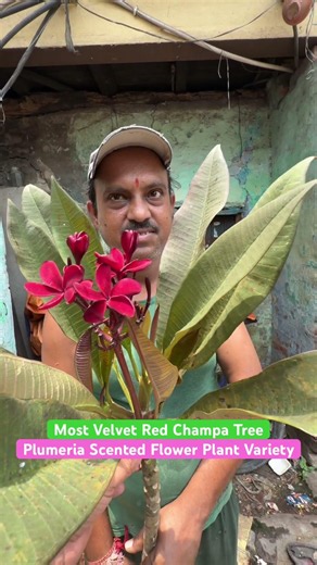 Insane Velvet Red! 🩸 Rare Royal Blood Red Plumeria at Ratan Kakar Nursery! 😲🌸