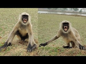 Angry Monkey Funny Reaction Compilation 🐵😱 | Wild Monkey Long Video