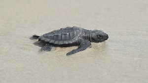 World's smallest and most endangered sea turtle hatch for first time in 75 years