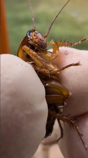 When You Meet a Cockroach and you Ready For it 😱🪳 #bugwar #fypシ