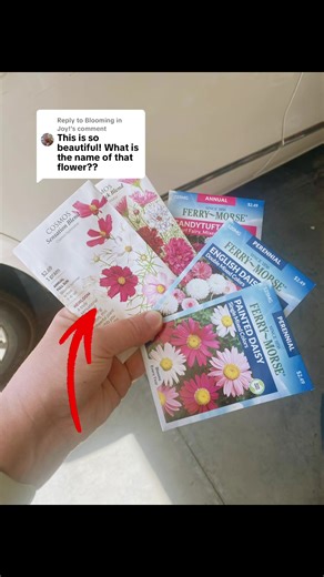 Replying to @Blooming in Joy! Cosmos that I started from seed in May 🩷 #fyp #viral #plantmama