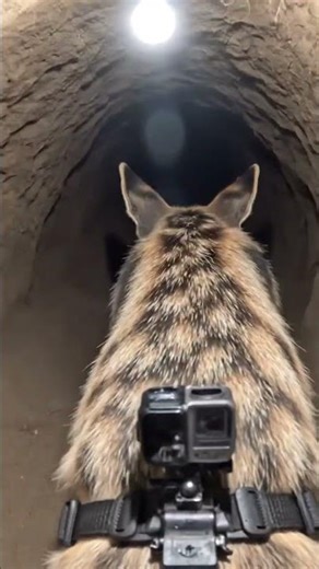 POV: Inside an Aardwolf’s Underground Hunt