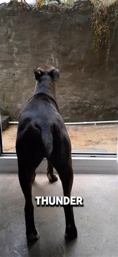 dogs first time hearing THUNDER #dog #funny #pets #foryou
