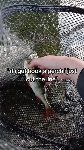 ill always try get the hook out no matter what ☘️😁#perch#guthook#line#fishing #fyp