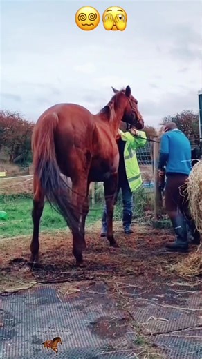 Hilarious Horse Kick Compilation