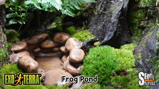 [EXO TERRA] 엑소테라 프록 폰드 Large(양서류 비바리움 조약돌 물그릇, 작은 연못 형태) Frog Pond PT3174