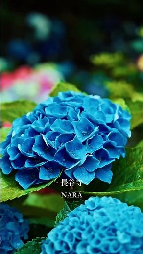 Hasedera Temple Hydrangeas in Nara | Japan’s Dreamiest Rainy Season Spot 💠🇯🇵