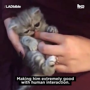 22M views · 13K reactions | The cat with the biggest eyes in the world... | LADbible | Facebook