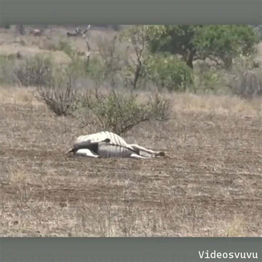 Mating leads to pregnancy, but pregnancy was her death.#videosvuvu