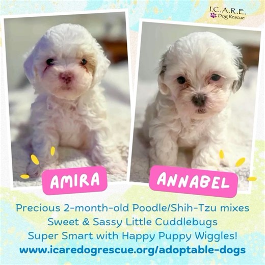 💞 AMIRA & ANNABEL 💞 They are two adorable two-month-old Poodle/Shih Tzu mixes who each bring their own sparkle!✨ Amira is full of personality, spunky, and always ready to turn playtime into an adventure, guaranteed to keep you smiling with her silly antics. Annabel is the perfect mix of sweet and sassy, a cuddle bug and playful troublemaker who will happily tell you all about her excitement while bouncing into her next round of puppy shenanigans. Visit our website to learn more about Amira and