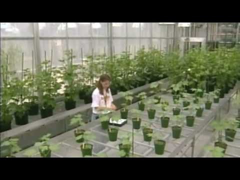 Must-see documentary about GMO ~~ Part 01 of 10