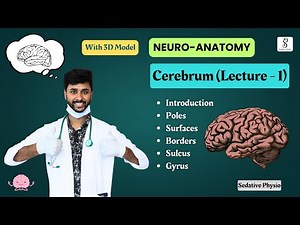 Cerebrum - Surfaces, Poles, Sulcus, Gyrus | Cerebrum anatomy | Neuroanatomy