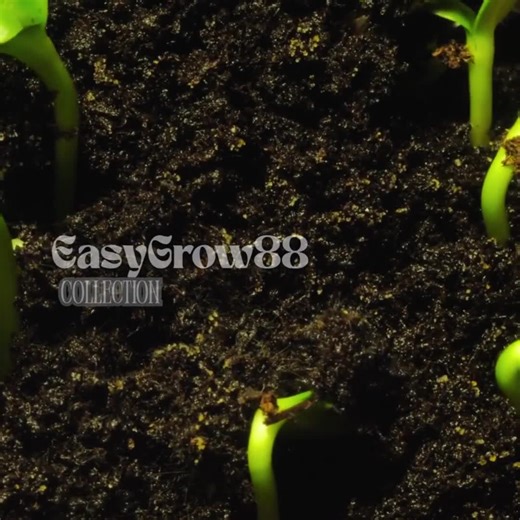 375 Joe Pye Weed Seeds Fleur sauvage indigène, Eutrochium purpureum, Pollinisateurs bienvenus - Etsy France