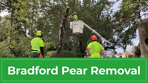 All the cool kids are turning their Bradford Pear trees into firewood because they’re invasive and stink. The state’s Bradford Pear bounty program is coming to Wilmington on Nov. 4 and they want to give you a free native tree to replace all of your Bradford Pear trees! More details at treebountync.com | City of Wilmington, NC Government | Facebook