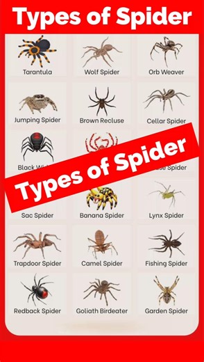 Learn Types of Spiders | Common & Dangerous Spiders names 🕷️#typesofspiders #spiders #spiderfacts