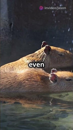 Capybara Onsen Japan's Cutest Spa Experience