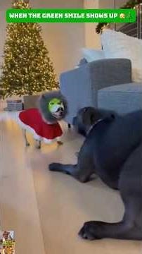 This Dog's HALLOWEEN PRANK on Cats WENT TOO FAR!