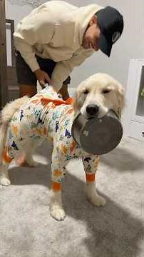 My dogs have their own room with bunk beds and a bed time routine! #dogs #dog #goldenretriever