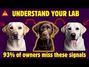 What Your Lab's Ears Are Actually Telling You (Secret Body Language Decoded)